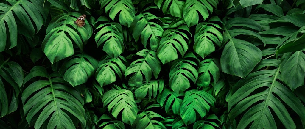 Ixora Gardens - Traditional Plant Nursery Abu Dhabi
